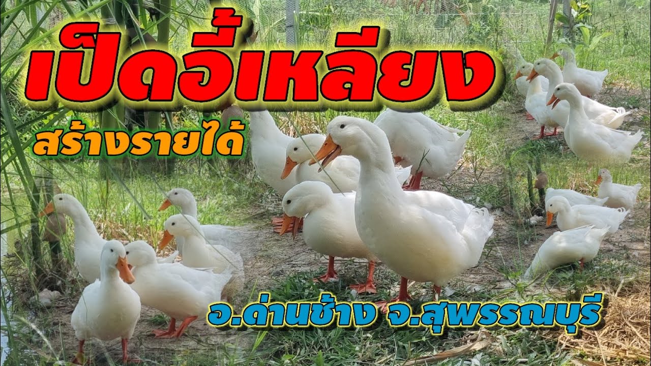 เลี้ยงเป็ดอี้เหลียง ความรู้เน้นๆอ.ด่านช้าง จ.สุพรรณบุรี