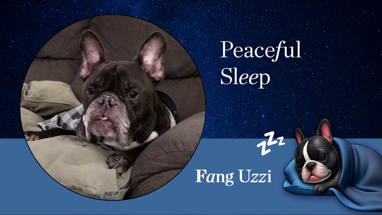 Peaceful Dog Sleep 💤 Fang’s Nap