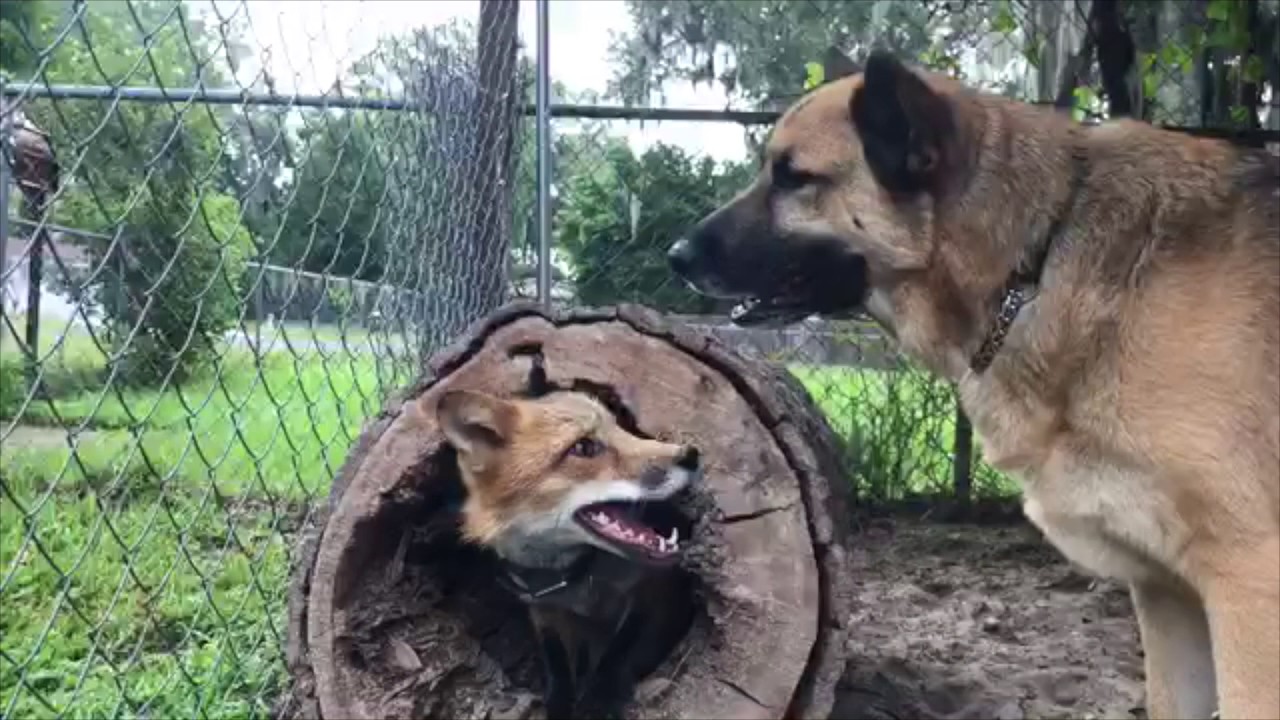 Fox Plays In Fallen Tree