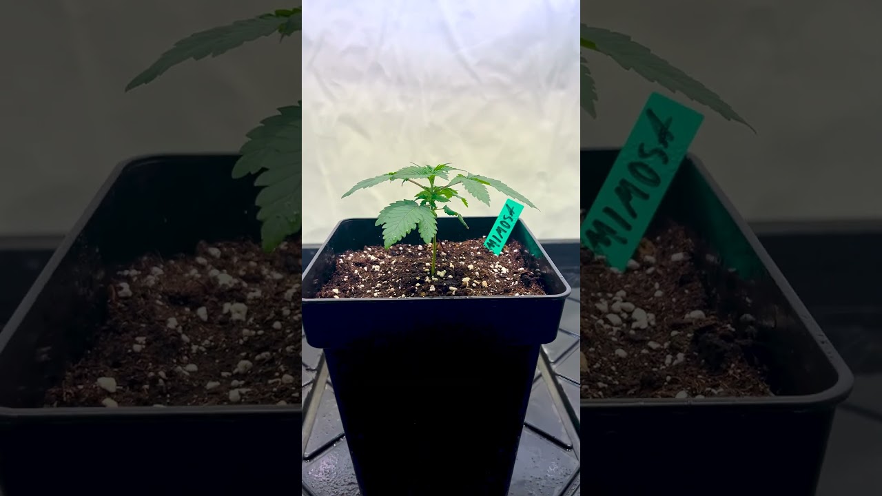 Mimosa Grow Series Begins 🍊 [Part 1]