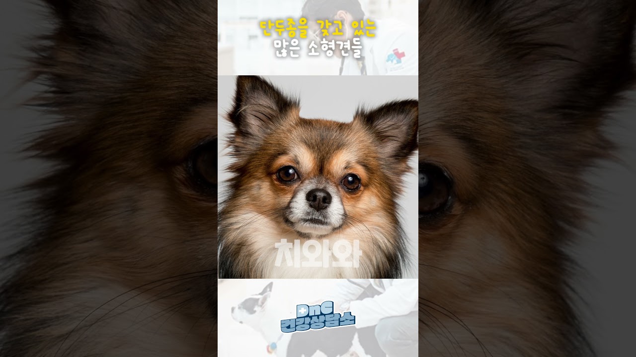 이 품종의 강아지들은 '단두종'을 갖고 있어요!