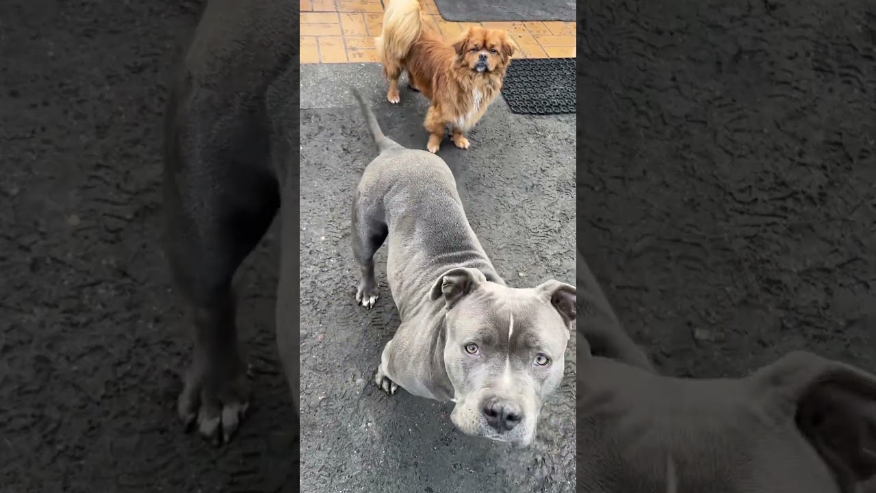 Niulka i Trufel❤️ #dog #americanbully #foryou #shortvideo #shorts #short #shortsvideo #fan #love #dc