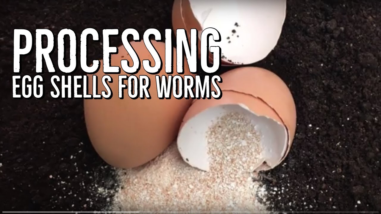 How I Process Egg Shells For My Worm Bins