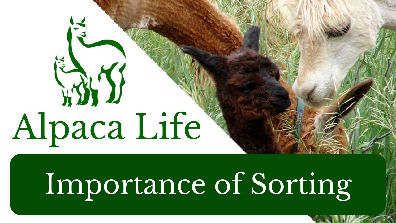 Важность сортировки волокна альпаки ~ ALPACA LIFE