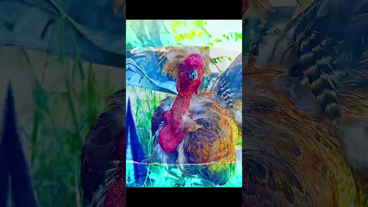 This Is NOT A Chicken. This Is A Community Standards Violation In A Chicken Suit.