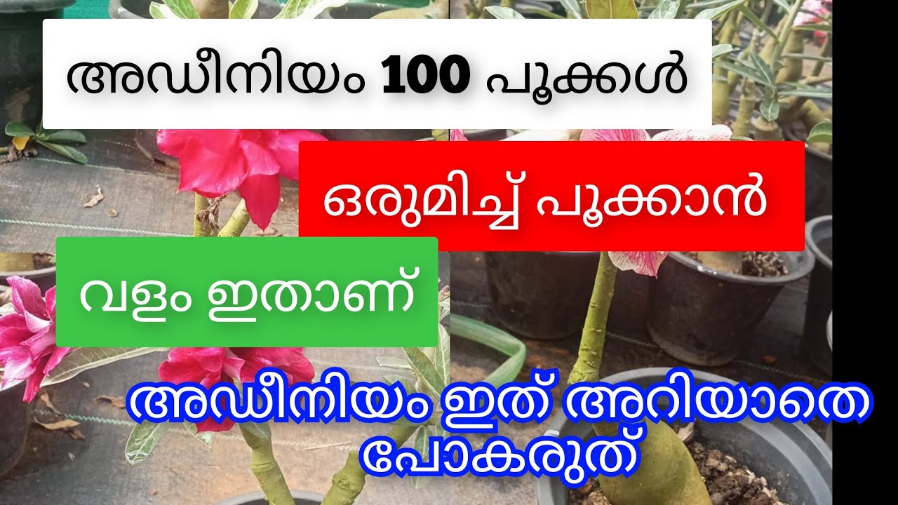 Adenium Flower Showing & Sale 🌸 | Rare Colors Adenium Plants | Malayalam Garden Video