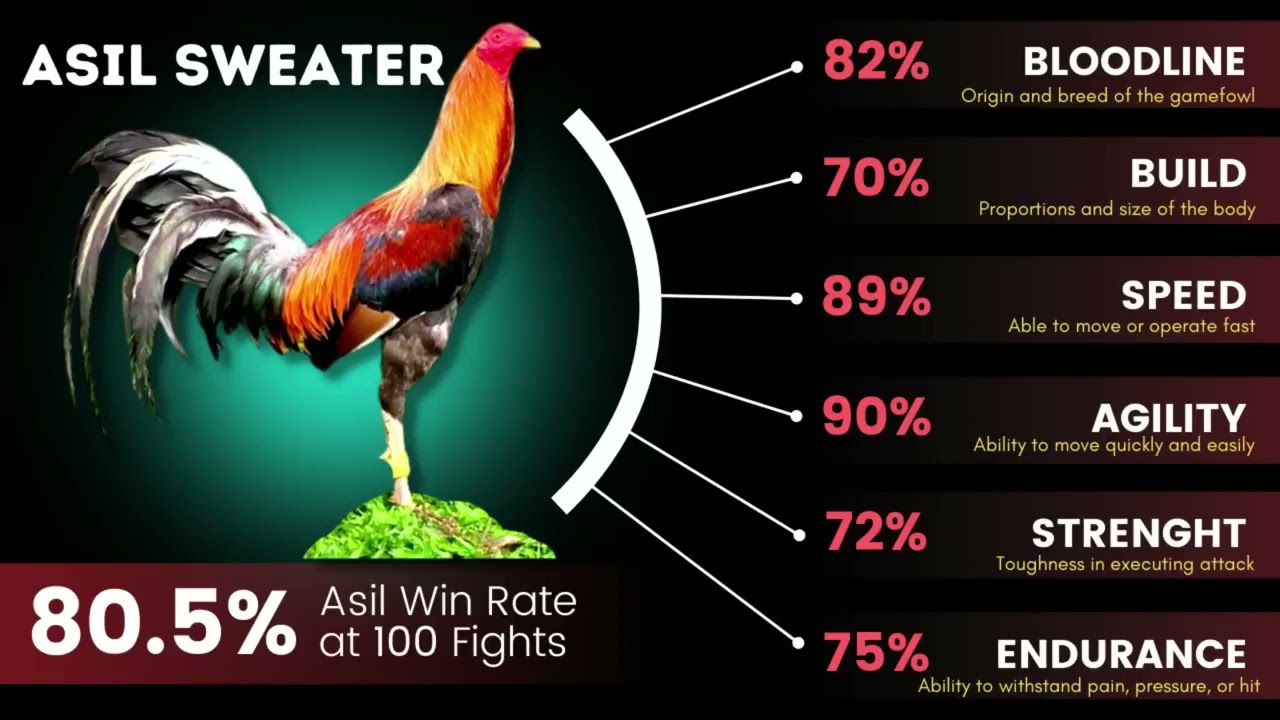 Top 10 best cock fighting