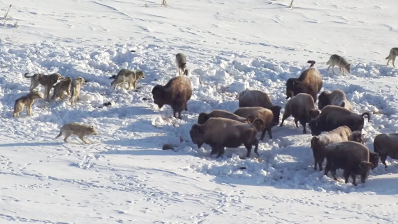 Meute de loups VS troupeau de bisons - ZAPPING SAUVAGE