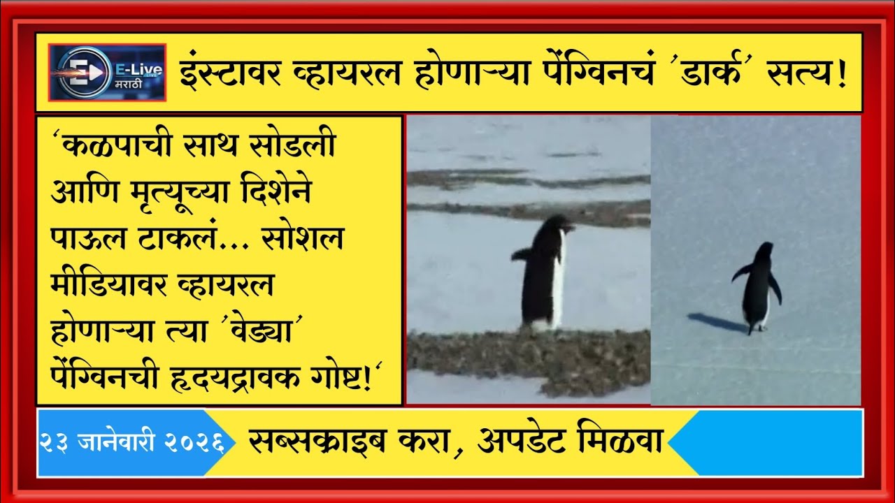 व्हायरल पेंग्विन: मृत्यू माहीत असूनही न थांबणारा प्रवास! E Live Marathi |