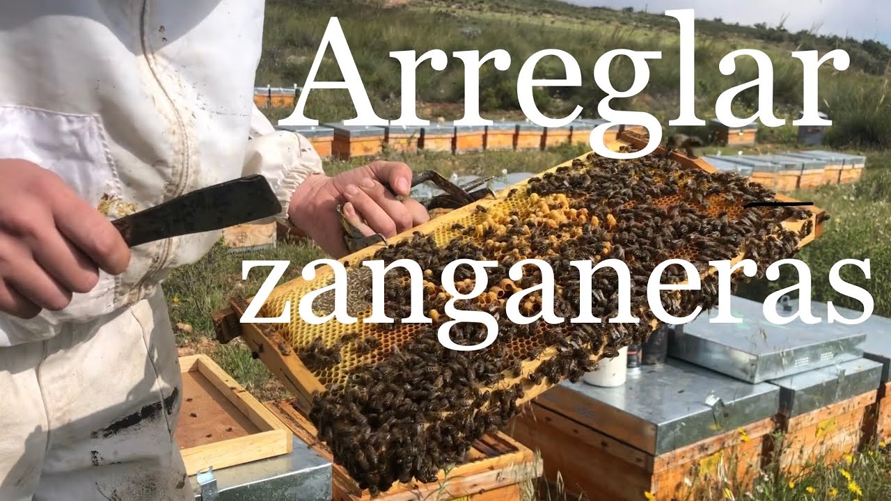 Como recuperar zanganeras + SORTEO