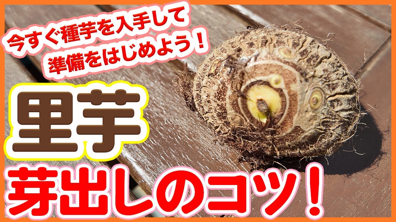 家庭菜園や農園で里芋の芽出し作業のコツをご紹介！栽培前の準備や種芋の選び方！植えるときに実践してみたいテクニックを徹底解説！【農園ライフ】