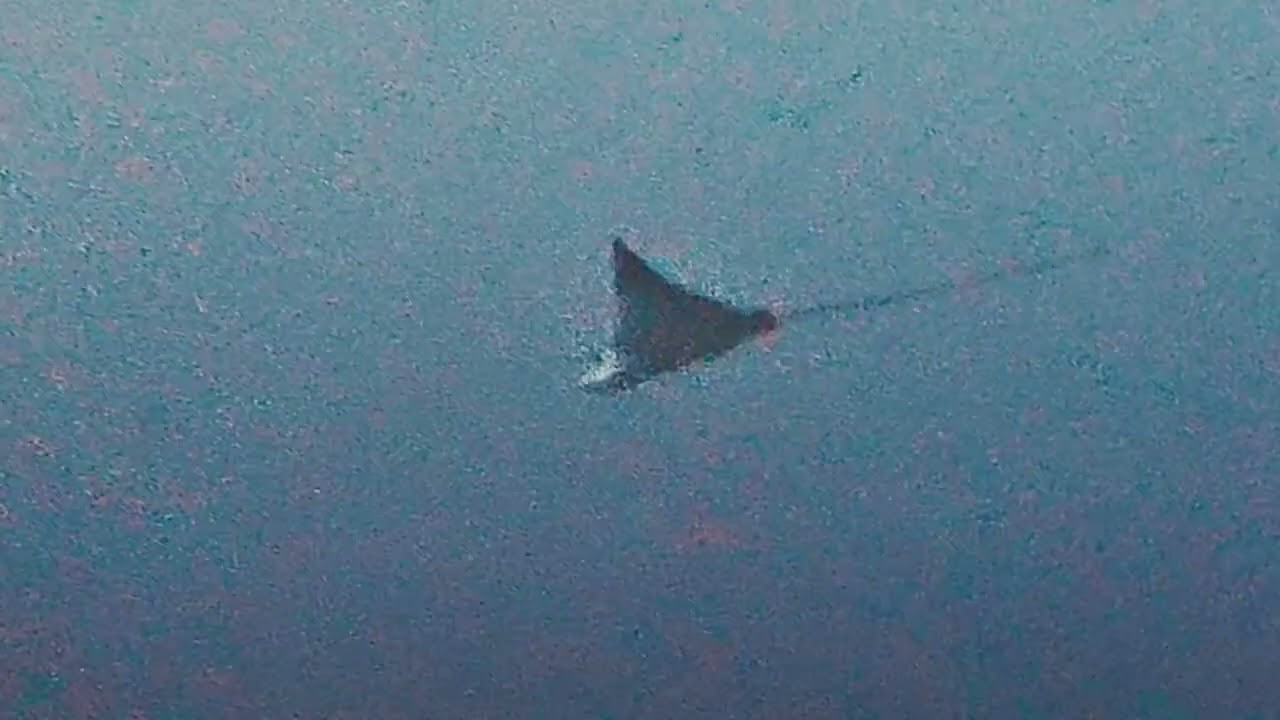 Eagle Ray