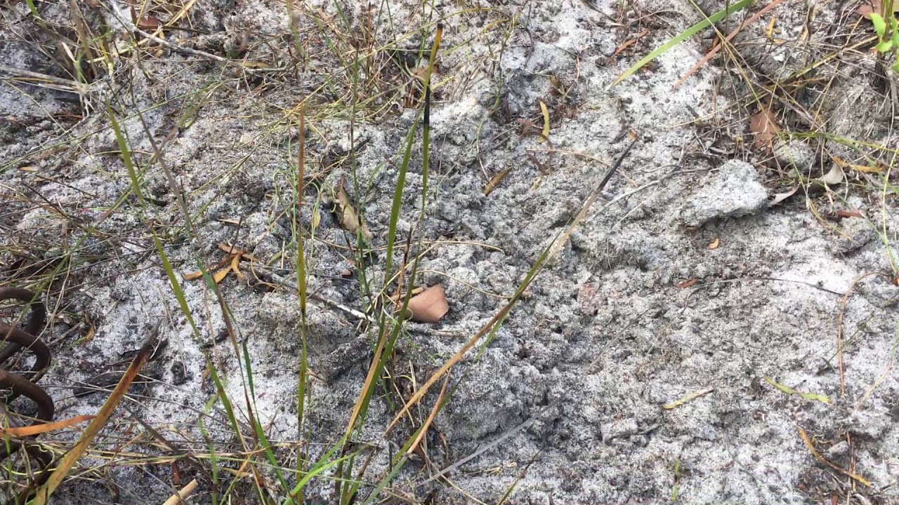 A quick lesson in surveying for truffle-like fungi with minimal disturbance