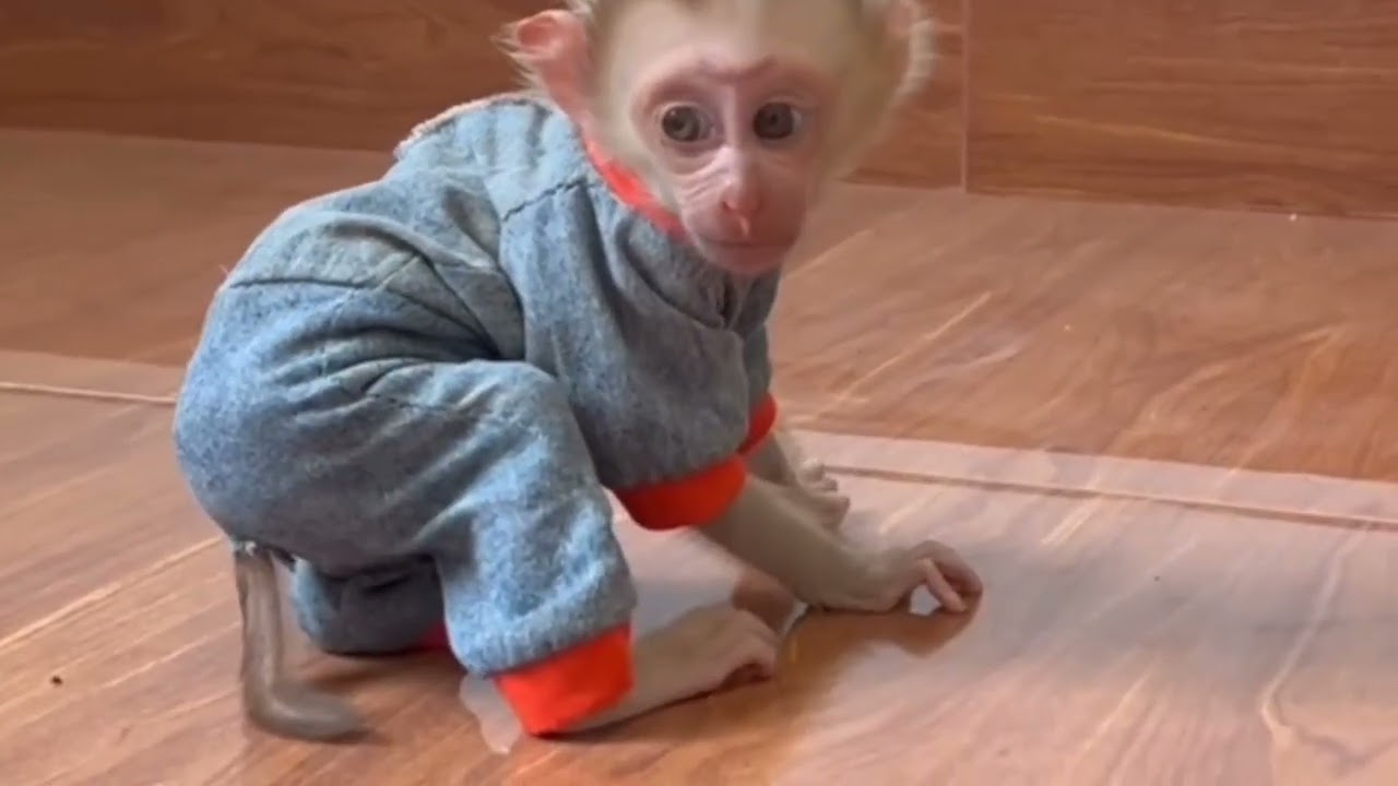 Do you beleive this|Donut Donald| intended to go to wc#family #funny #animals #zoo 