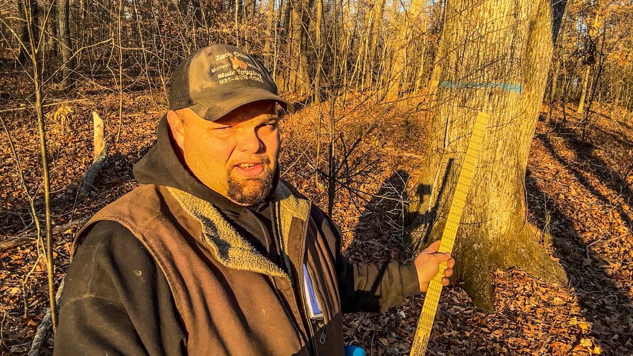 TIMBER HARVEST DECISIONS 101: Marking Timber!! #300 #logging #timber #sawmill #wood 