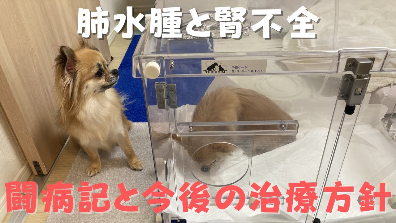 【老犬介護】過去の肺水腫についてと今後の治療方針について【腎不全】