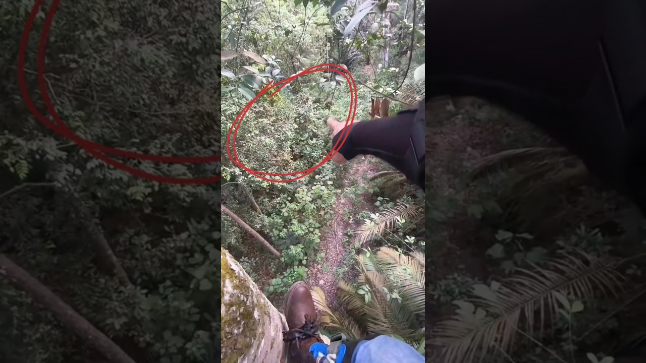 A man is on the tree and a tiger is below | #shorts #wildlife