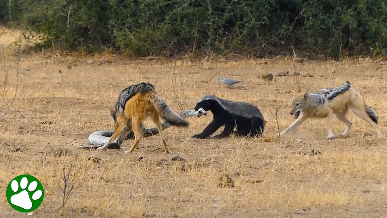 Python, Dachs & Schakal kämpfen gegeneinander
