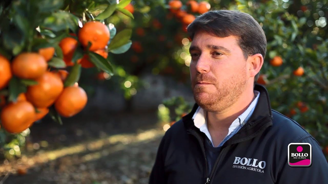 En el corazón de frutas Bollo