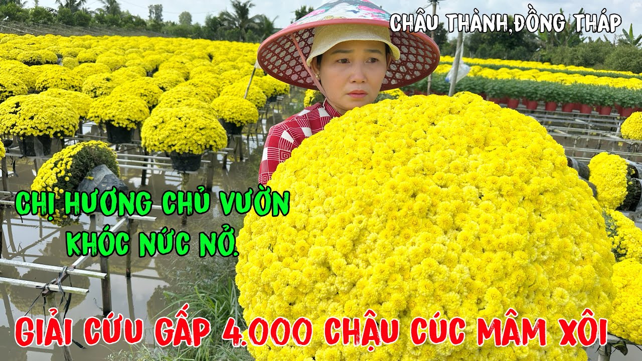 4.000 cúc mâm xôi nở trước Tết.chị hương khóc nức nở cầu cứu.