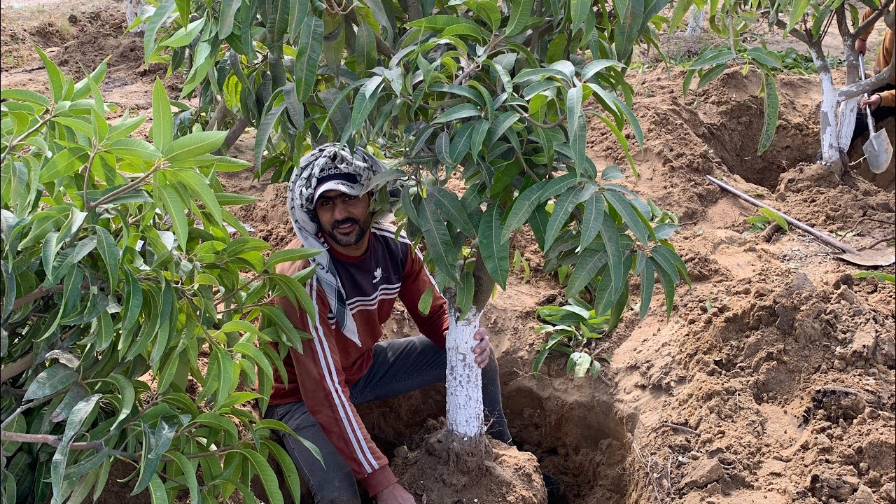 شتلات 🌳مانجو 🥭👈نعومي  فيها ثمارها