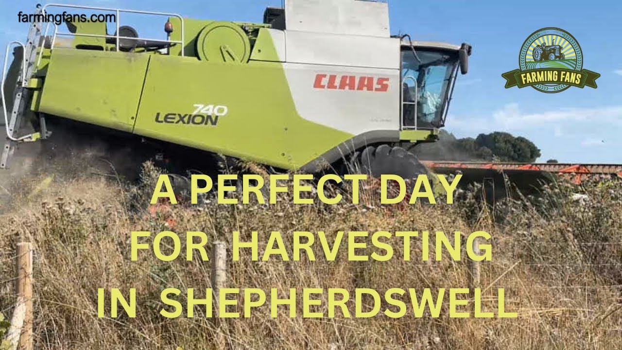 Claas Lexion 740 Wheat Harvesting Reed Meadow Shepherdswell Kent