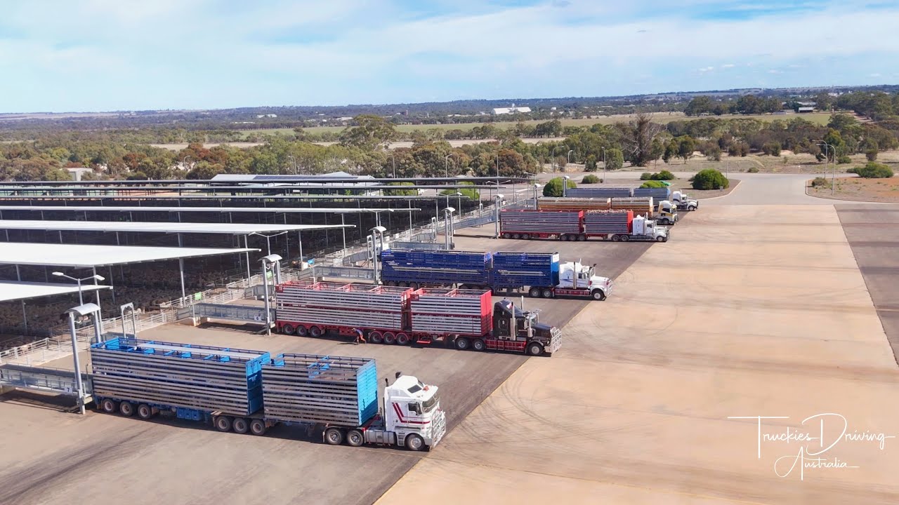 West Aussie Sheep Carting Trucks