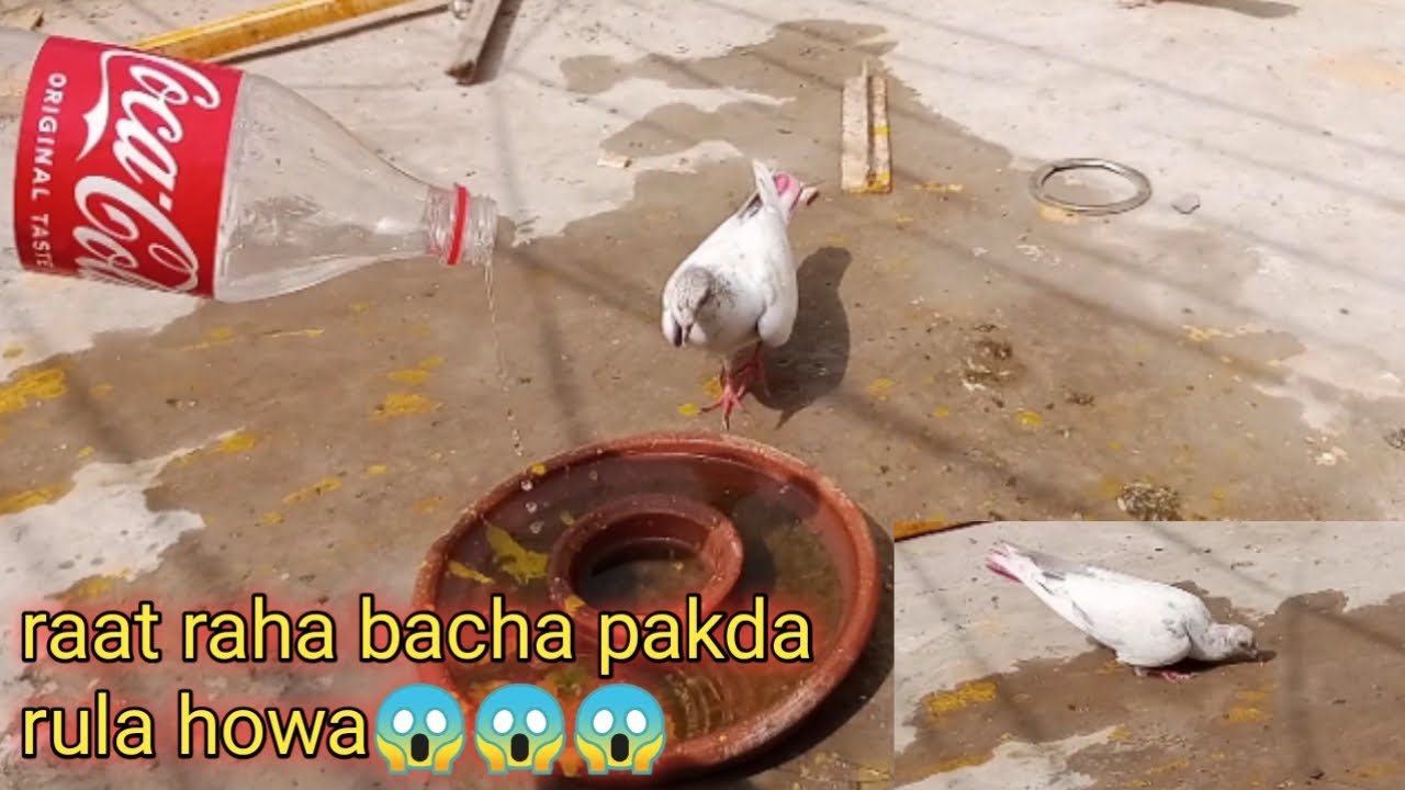 Rat raha kabutar pakda 2022 || chari mari pigeons 🕊🐦🕊