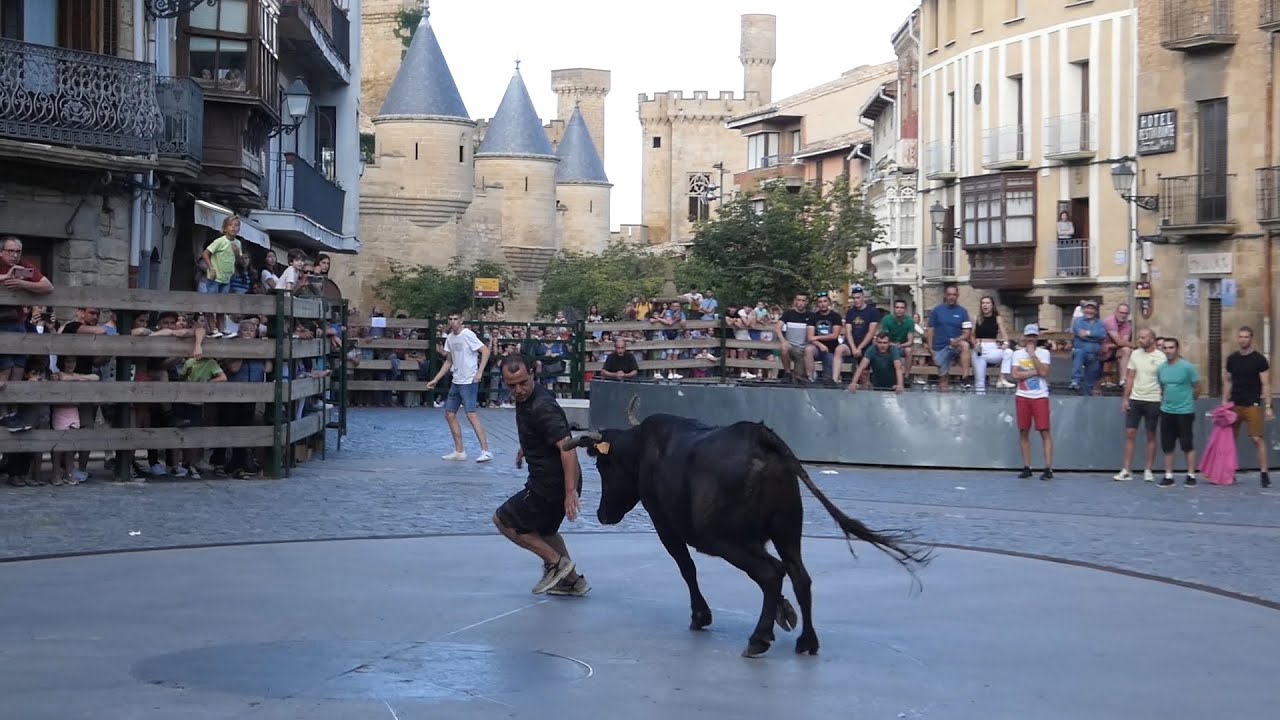 OLITE 24-06-2022 | Vacas en la calle.