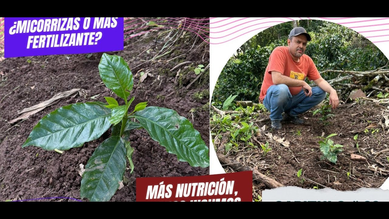 ¿Por qué las micorrizas hacen rendir el fertilizante? #nutricióninteligente #coffee