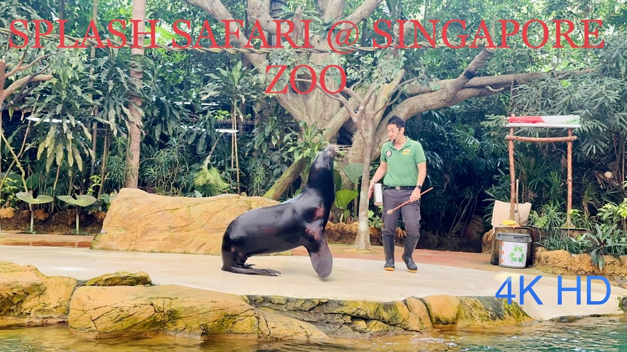 [4K HD] || SINGAPORE ZOO || SPLASH SAFARI FULL SHOW ||