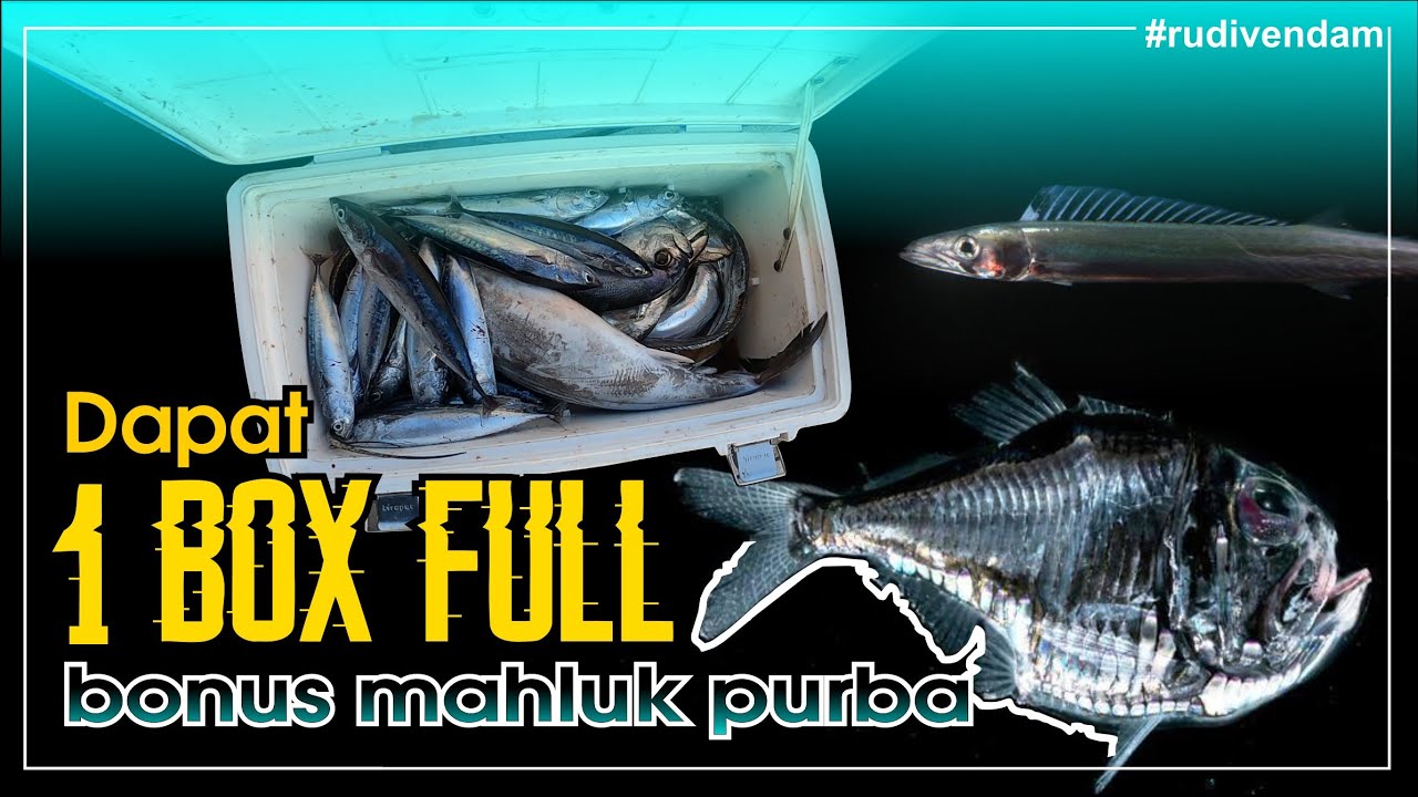 Mancing kali ini dapat 1 box ikan bonus Black Snoek Fish.