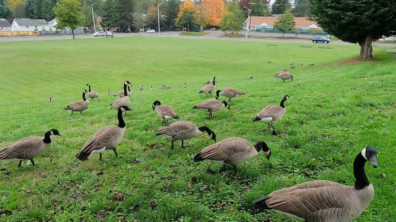 ASMR Cute Birds Feeding Canada Gesse Ducklings [USA] #wildbirds #immigratedbirds