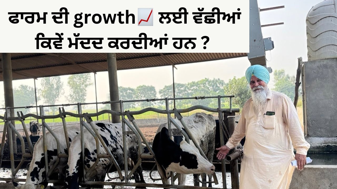 HEIFERS OF FARM HELPS US TO EARN MORE MONEY | AULAKH DAIRY FARM | RAMPURA PHUL | BATHINDA