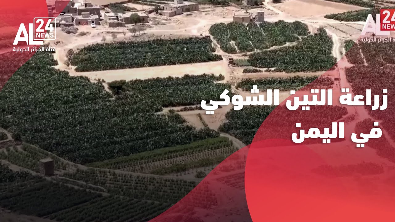 اليمن| إقبال متزايد على زراعة التين الشوكي
