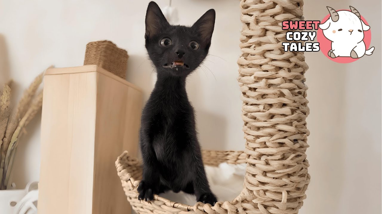 I Found a Freezing Kitten in a Cardboard Box — Now He’s Family