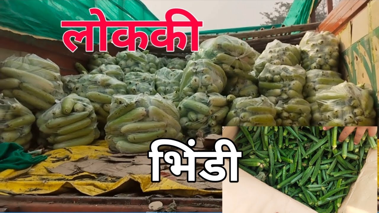 बेतिया सब्जी मंडी में लौकी और भिंडी का होलसेल रेट #sabji_mandi_bhav #loki #bhindi 