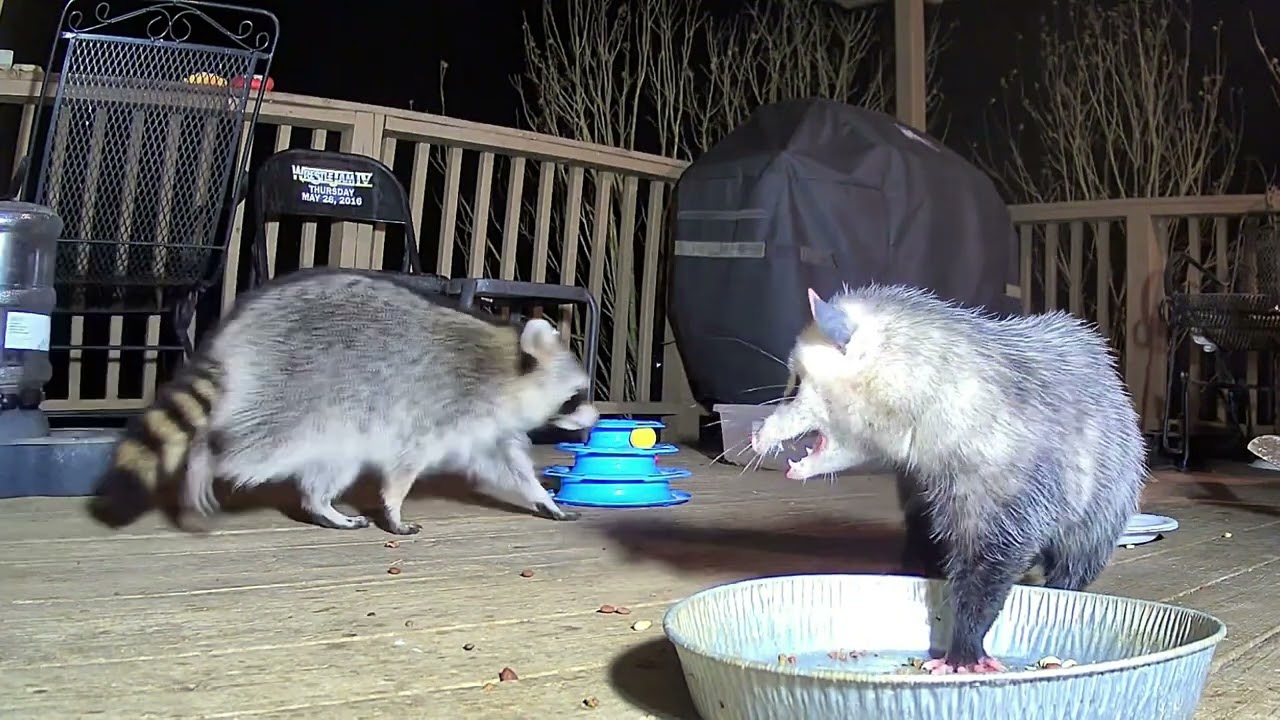 Critter movie 1/4/26 raccoons opossums straycat munching @crittertime308 #opossum #raccoon #cat #fyp
