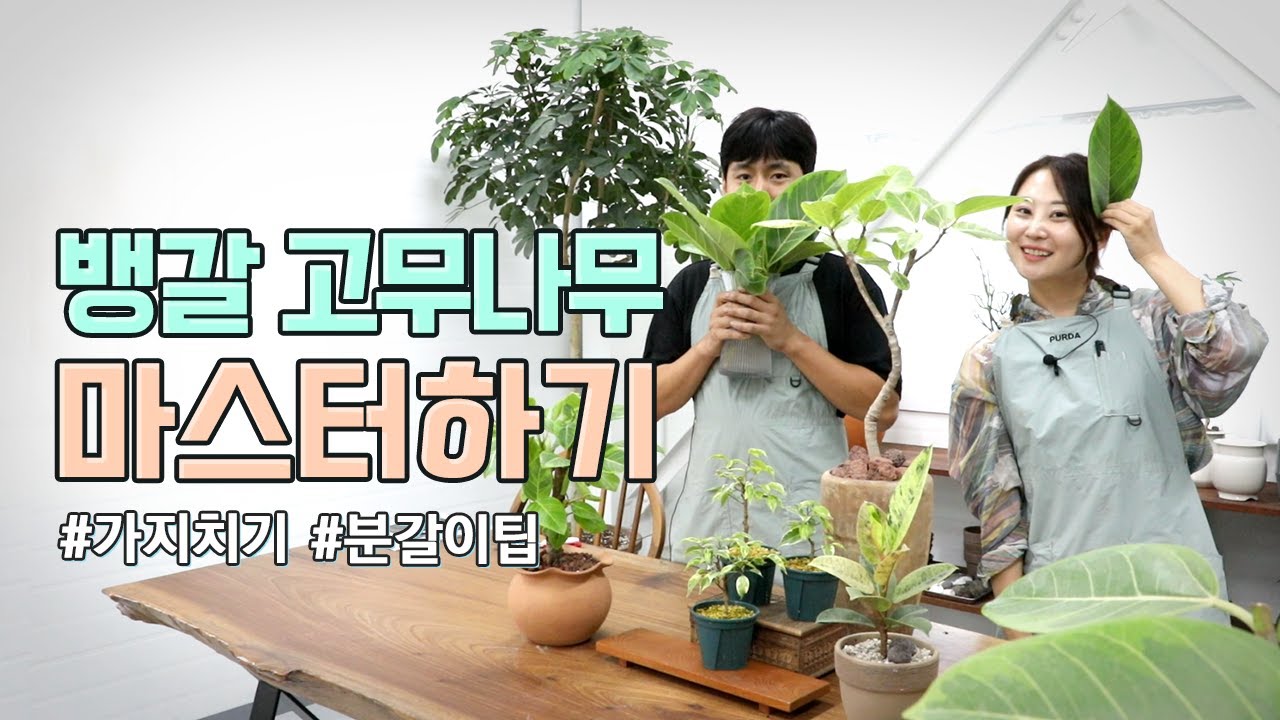 🌲 뱅갈고무나무 키우는법, 가지치기, 삽목방법, 분갈이, 물꽂이 등 뱅갈고무나무 마스터하기!  🐥식린이들 모여라~🙌