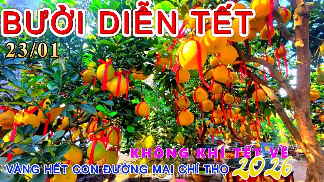 KHÔNG KHÍ TẾT 2026 CON ĐƯỜNG BƯỞI DIỄN TUYỆT ĐẸP RƯỚC TẾT VÀNG RỰC RỠ VỀ NHÀ THÔI