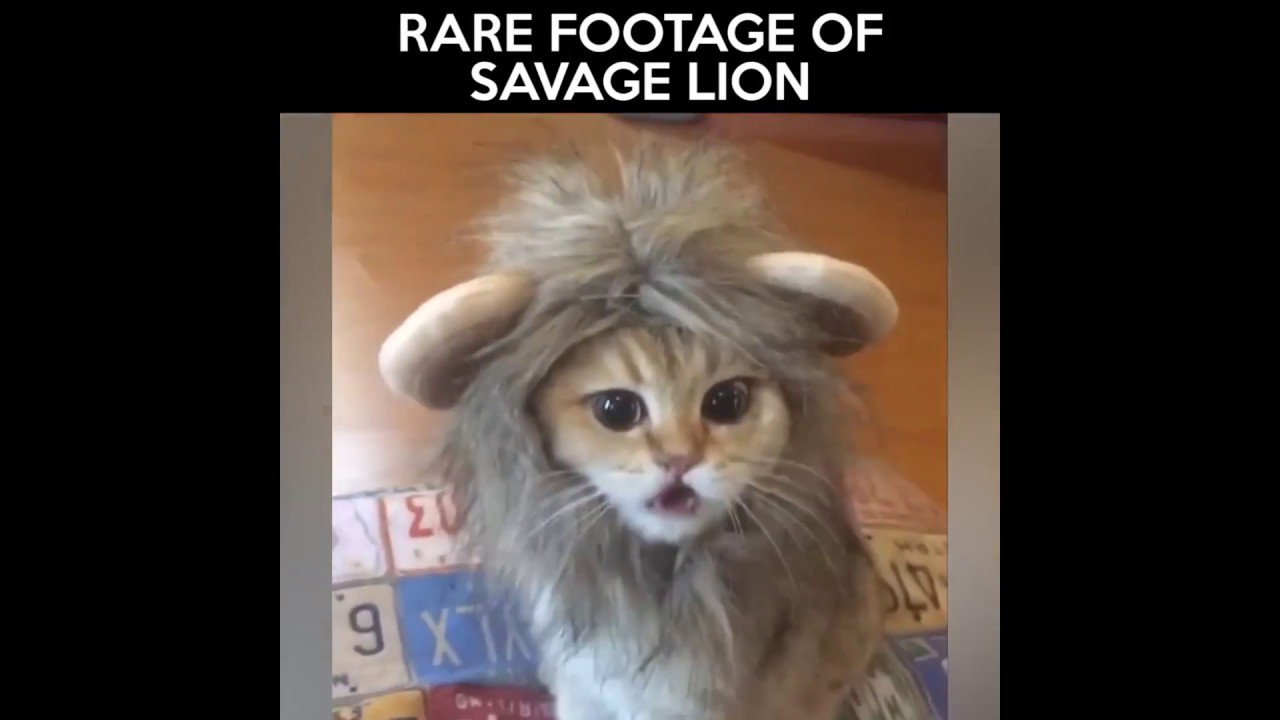 Faze hazlii | Animale adorabile | Animale amuzante 2017 | Incearca sa nu razi #4