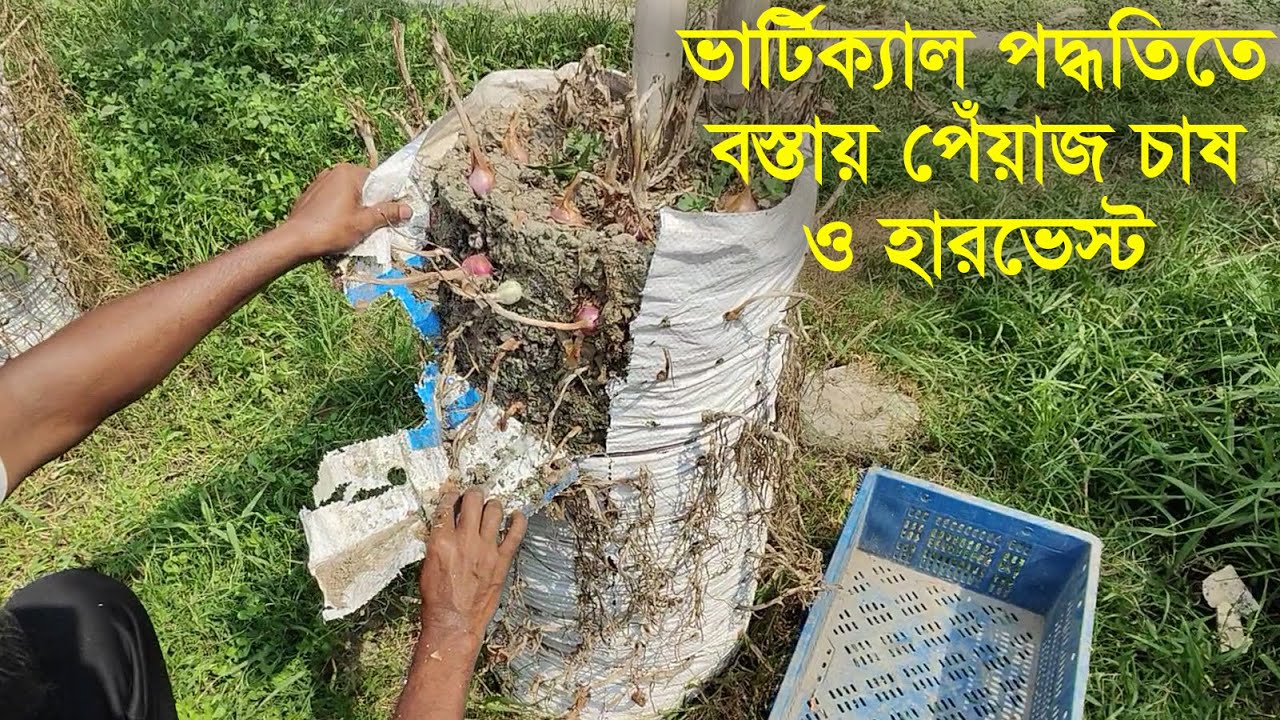 ভার্টিক্যাল পদ্ধতিতে বস্তায় পেঁয়াজ চাষ ও হারভেস্ট।