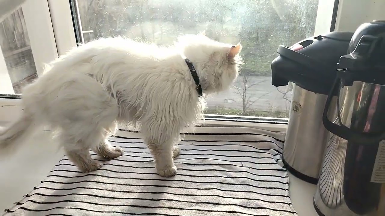 Cat Barsik Gets Himself in Order, Cat Lisa Takes an Observation Post