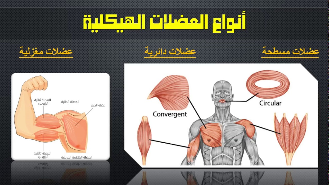 المحاضرة 8 - فسيولوجي - الجهاز العضلي