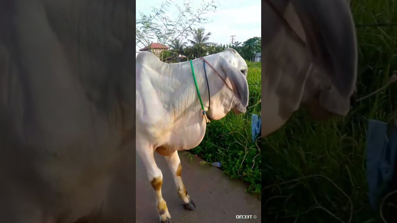 Khmer cows , real cows , cows for sale