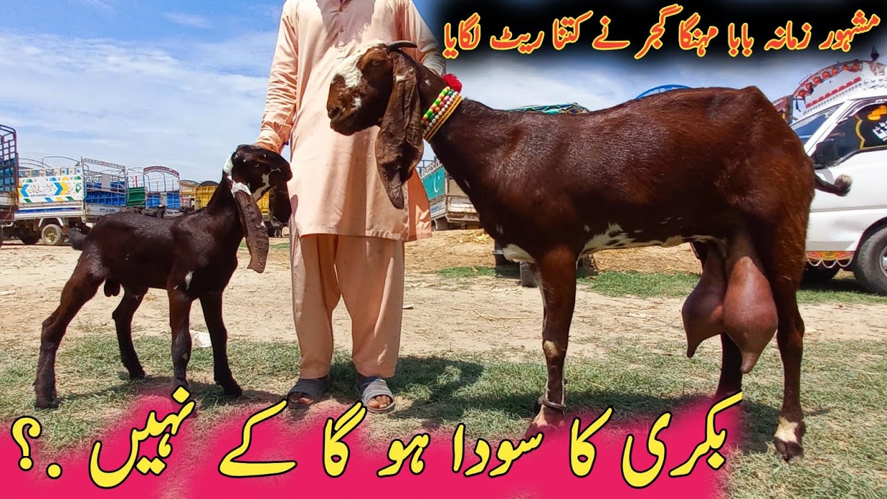 Bakri Ka Soda Ho ga K Nhi .? ممشہور زمانہ بابا مہنگا گجر نے کتنا ریٹ لگایا  #goatfarming #goats