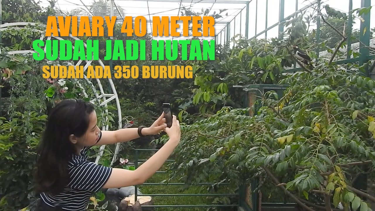 AKHIRNYA AVIARY SEPANJANG 40 METER INI SUDAH JADI HUTAN BERISI 350 BURUNG, FIX SAUDARA AVIARY KITA