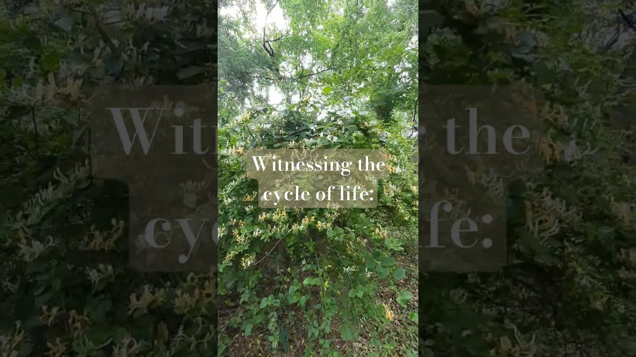 garden therapy 🌱 #gardentherapy #backyardgarden #gardendesign #naturetherapy #asmr #therapy #jazz