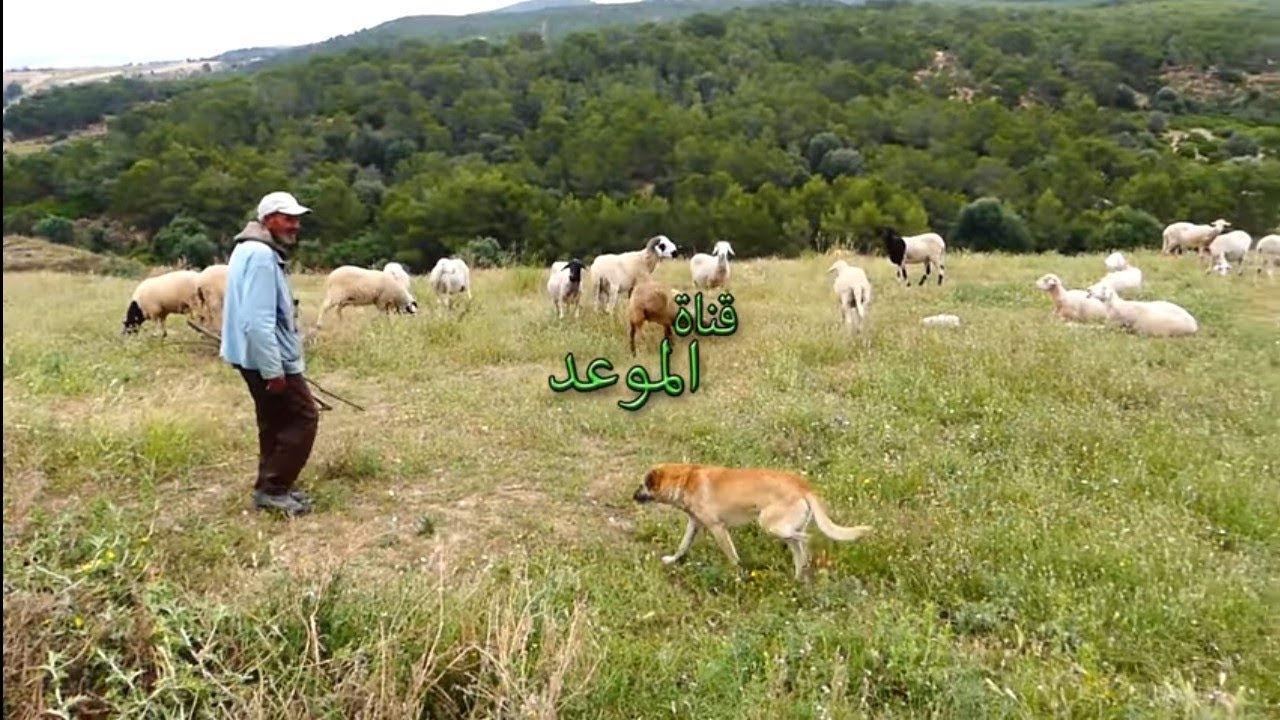 بعد وفا،ة زوجتي بقالي عشيري الوحيد هو كلبي  إلي حاسس بيا ويسرح بالنعاج معايا , نحبو برشا