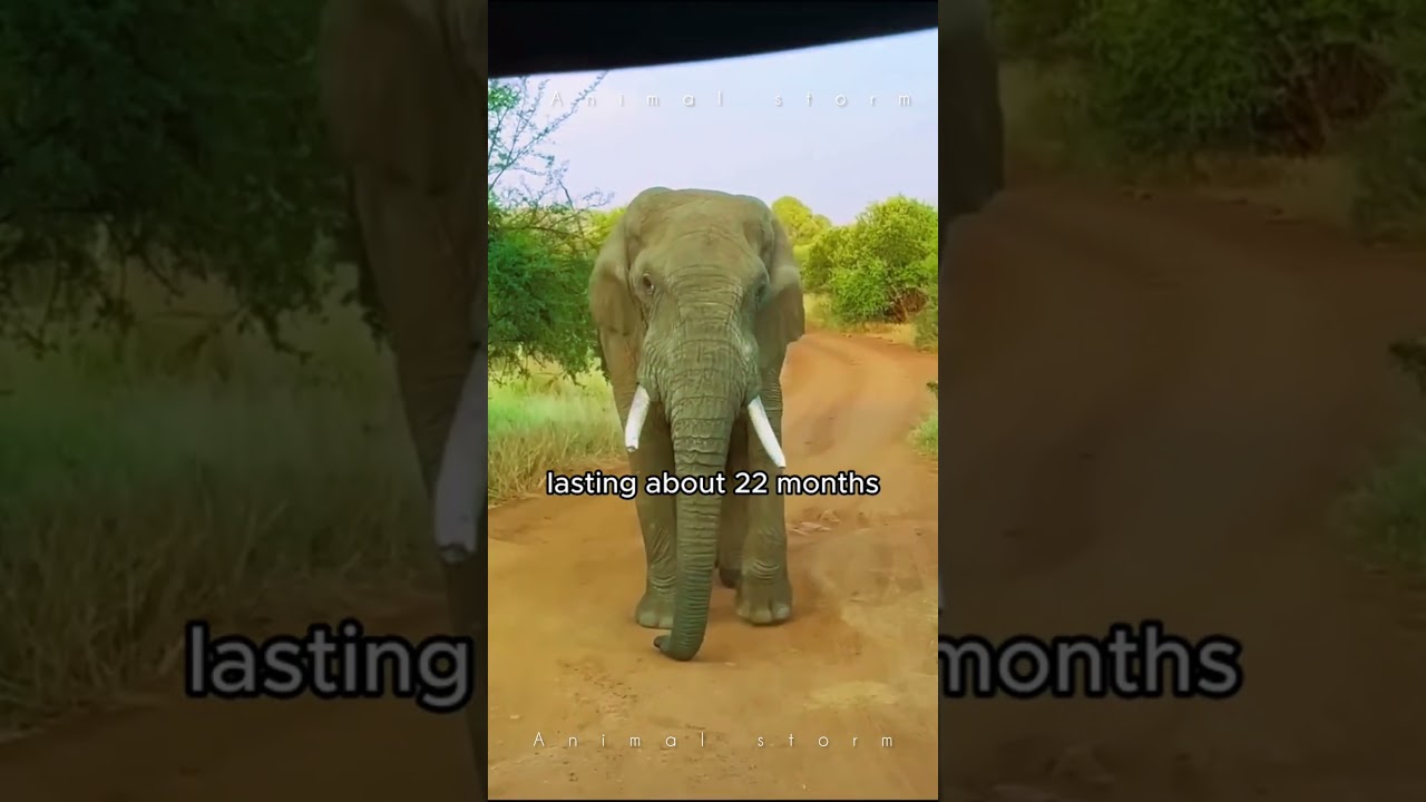 Fun Facts About Elephants 🐘 | For Elephant Lovers